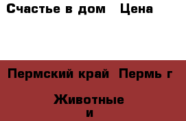 Счастье в дом › Цена ­ 100 - Пермский край, Пермь г. Животные и растения » Кошки   